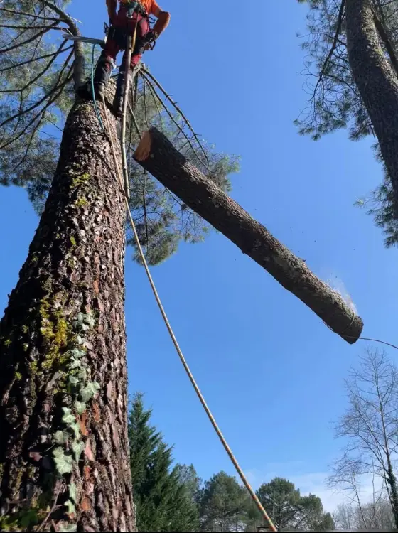 Arbre majestueux en bonne santé