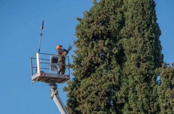 Grimpeur élagueur 60