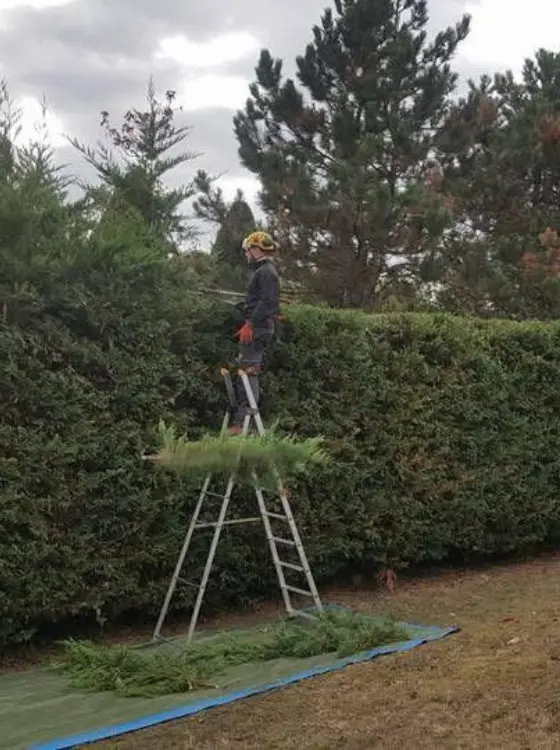Nettoyage après taille de haie