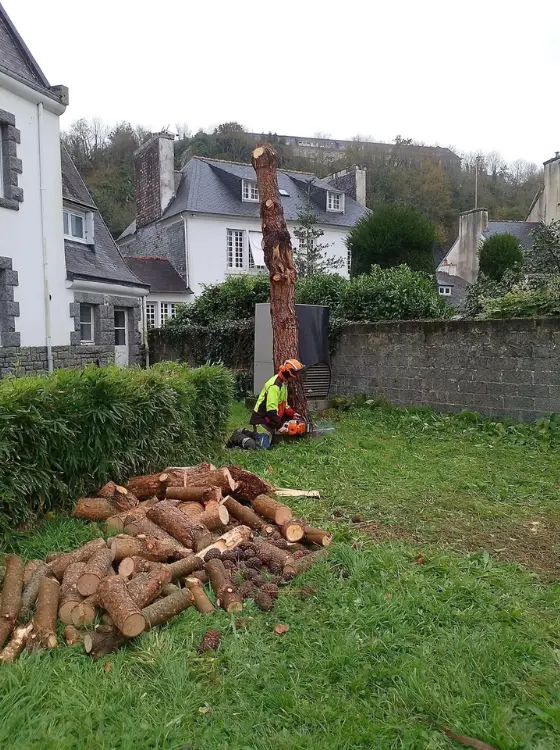 Paillage naturel au pied des arbres